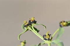 Euphorbia tibetica