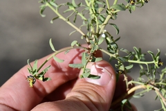 Euphorbia tibetica
