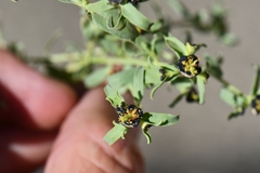Euphorbia tibetica