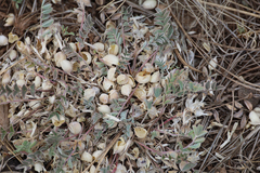 Astragalus castaneiformis