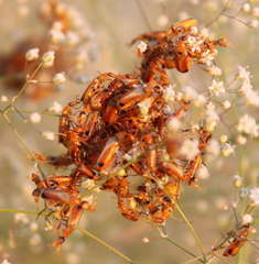 Rhampholyssa steveni