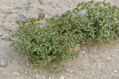 Euphorbia tibetica