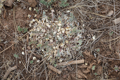 Astragalus castaneiformis
