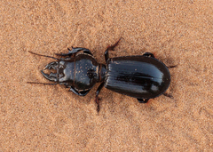 Scarites bucida