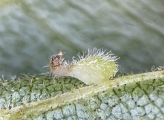 Caryomyia eumaris