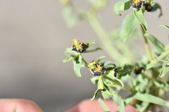 Euphorbia tibetica