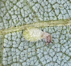 Caryomyia eumaris
