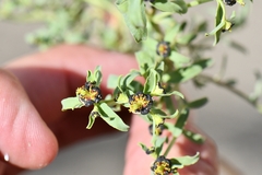 Euphorbia tibetica