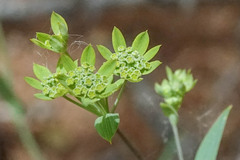 Bupleurum ranunculoides