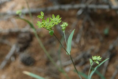 Bupleurum ranunculoides