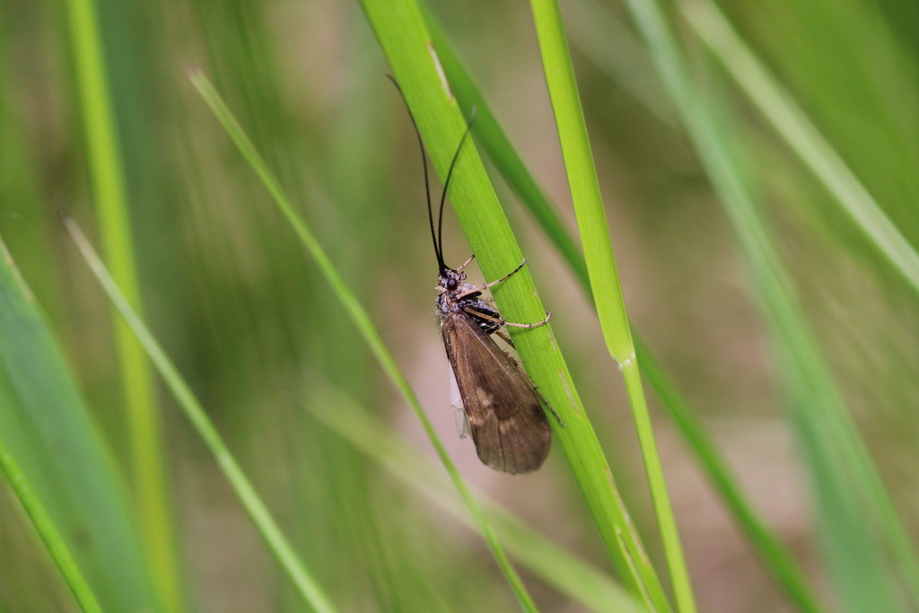 Rhadicoleptus alpestris