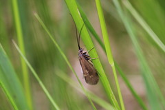 Rhadicoleptus alpestris