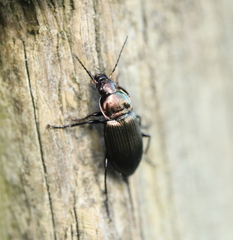 Poecilus cupreus