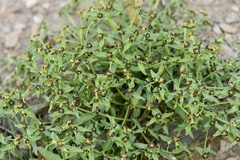 Euphorbia tibetica