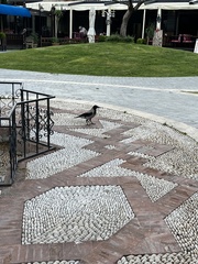 Corvus cornix