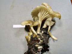 Singerocybe
