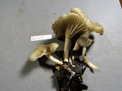 Singerocybe