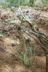 Bupleurum ranunculoides