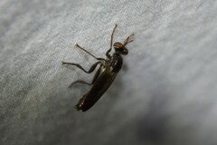 Eudioctria brevis