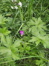 Geranium palustre