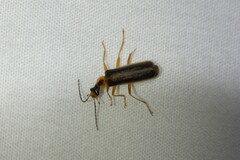 Podabrus brunnicollis