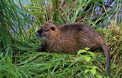 Myocastor coypus