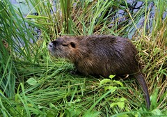 Myocastor coypus