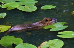 Myocastor coypus