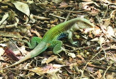 Aspidoscelis motaguae