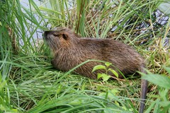 Myocastor coypus