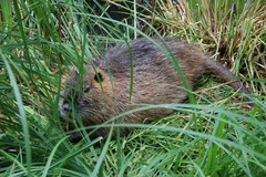 Myocastor coypus