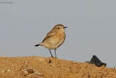 Oenanthe isabellina