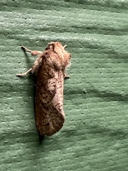 Acrolophus plumifrontella