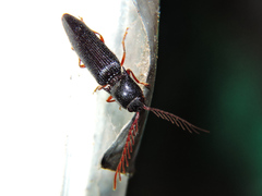 Dicrepidius corvinus