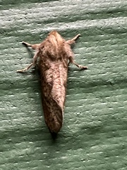 Acrolophus plumifrontella