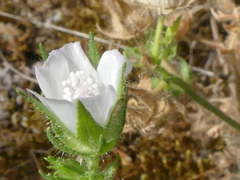 Malva setigera