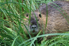 Myocastor coypus