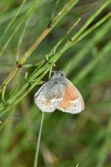 Coenonympha tullia