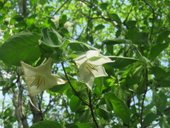 Brugmansia arborea image
