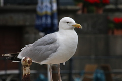 Larus argentatus