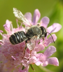 Megachile ericetorum