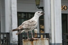 Larus argentatus