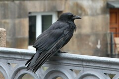 Corvus corone