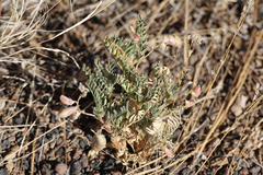 Astragalus allochrous playanus