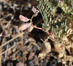 Astragalus allochrous playanus