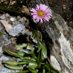 Erigeron alpinus