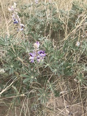 Lupinus plattensis