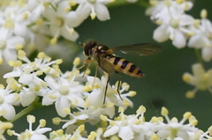 Meliscaeva cinctella