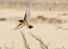 Oenanthe deserti