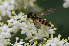 Meliscaeva cinctella